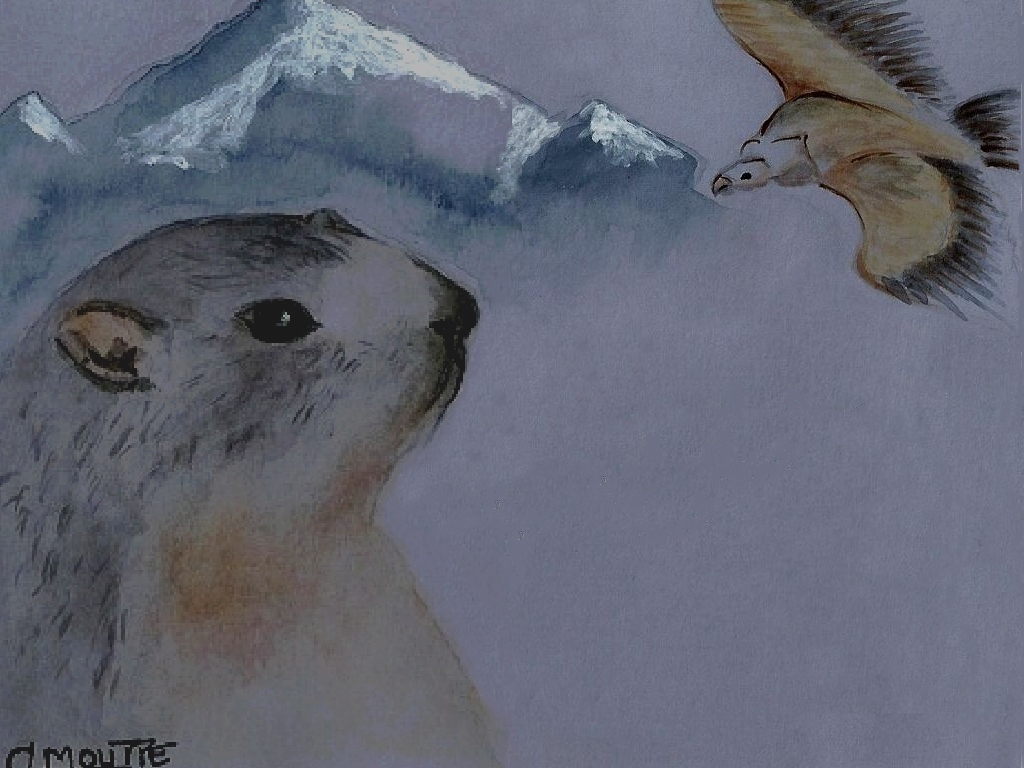 Marmotte et Vautour fauve des Hautes Alpes