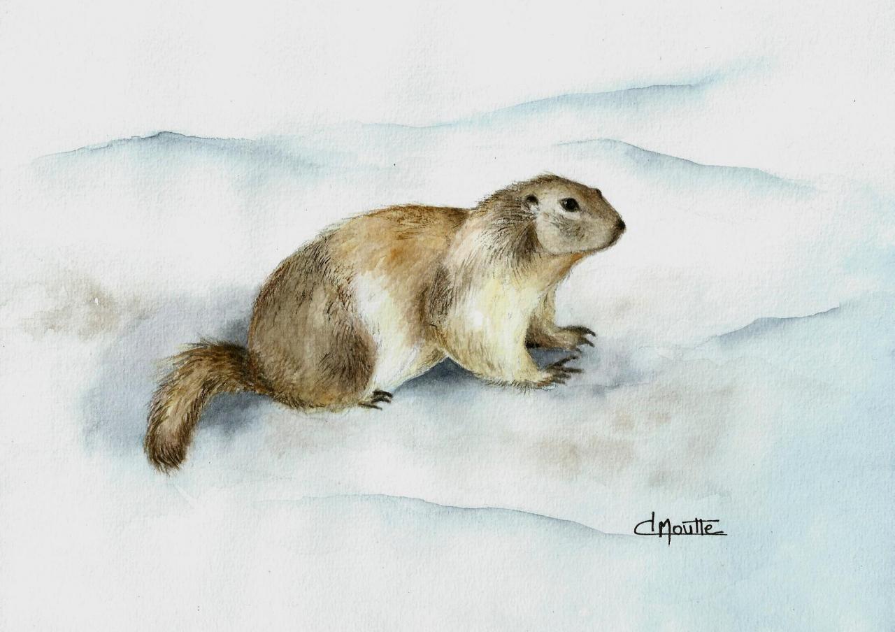 Petite marmotte des Hautes Alpes