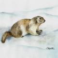 Petite marmotte des Hautes Alpes